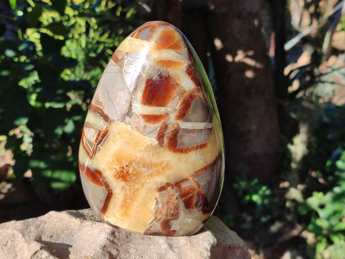 Polished Fossilized Septerye Standing Free Forms x 2 From Mahajanga, Madagascar - Toprock Gemstones and Minerals 