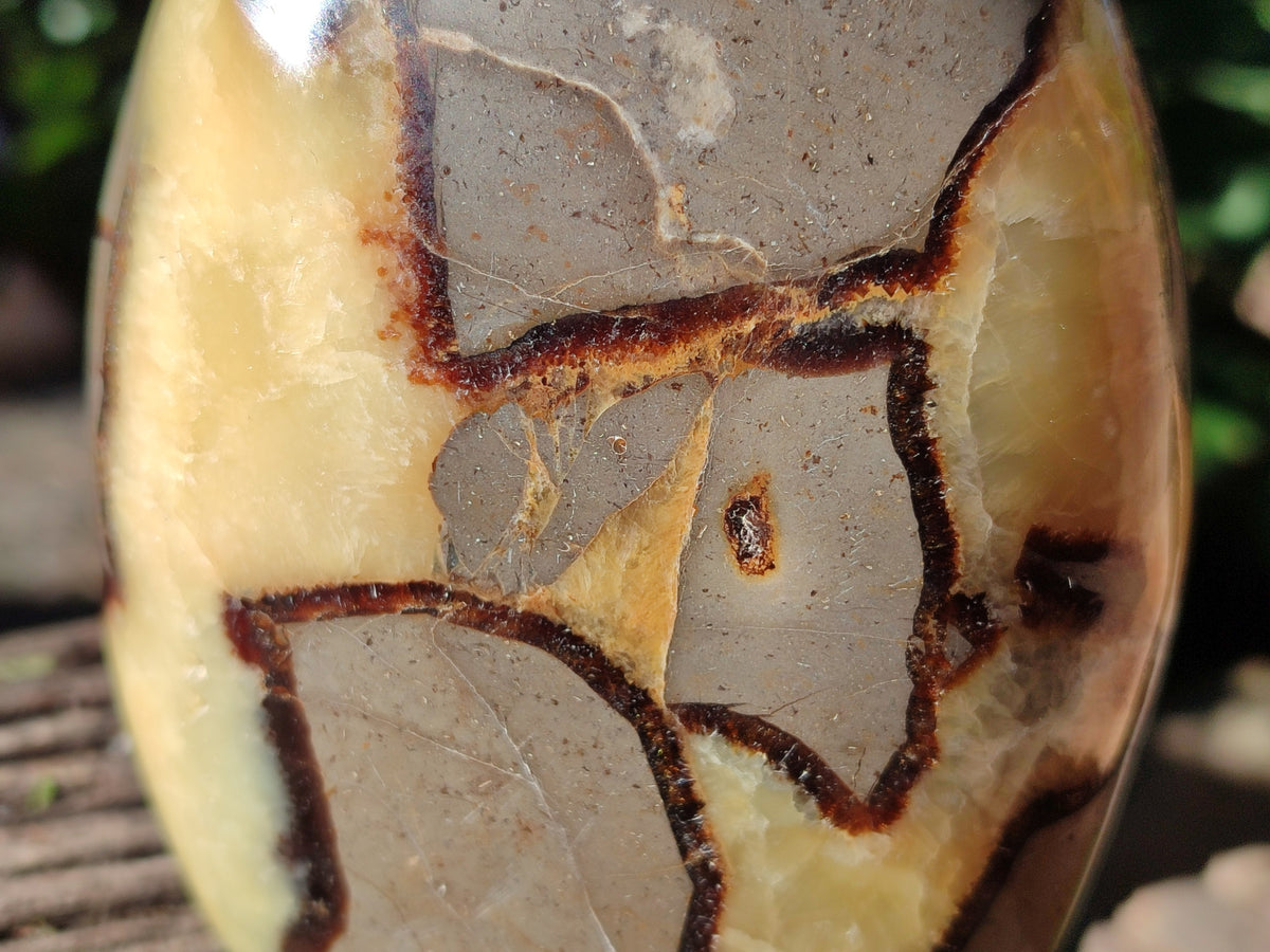 Polished Fossilized Septerye Standing Free Forms x 2 From Mahajanga, Madagascar - Toprock Gemstones and Minerals 