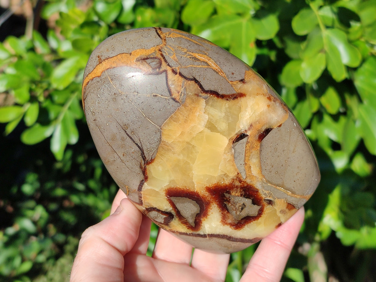 Polished Fossilized Septerye Standing Free Forms x 2 From Mahajanga, Madagascar - Toprock Gemstones and Minerals 