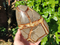 Polished Fossilized Septerye Standing Free Forms x 2 From Mahajanga, Madagascar - Toprock Gemstones and Minerals 