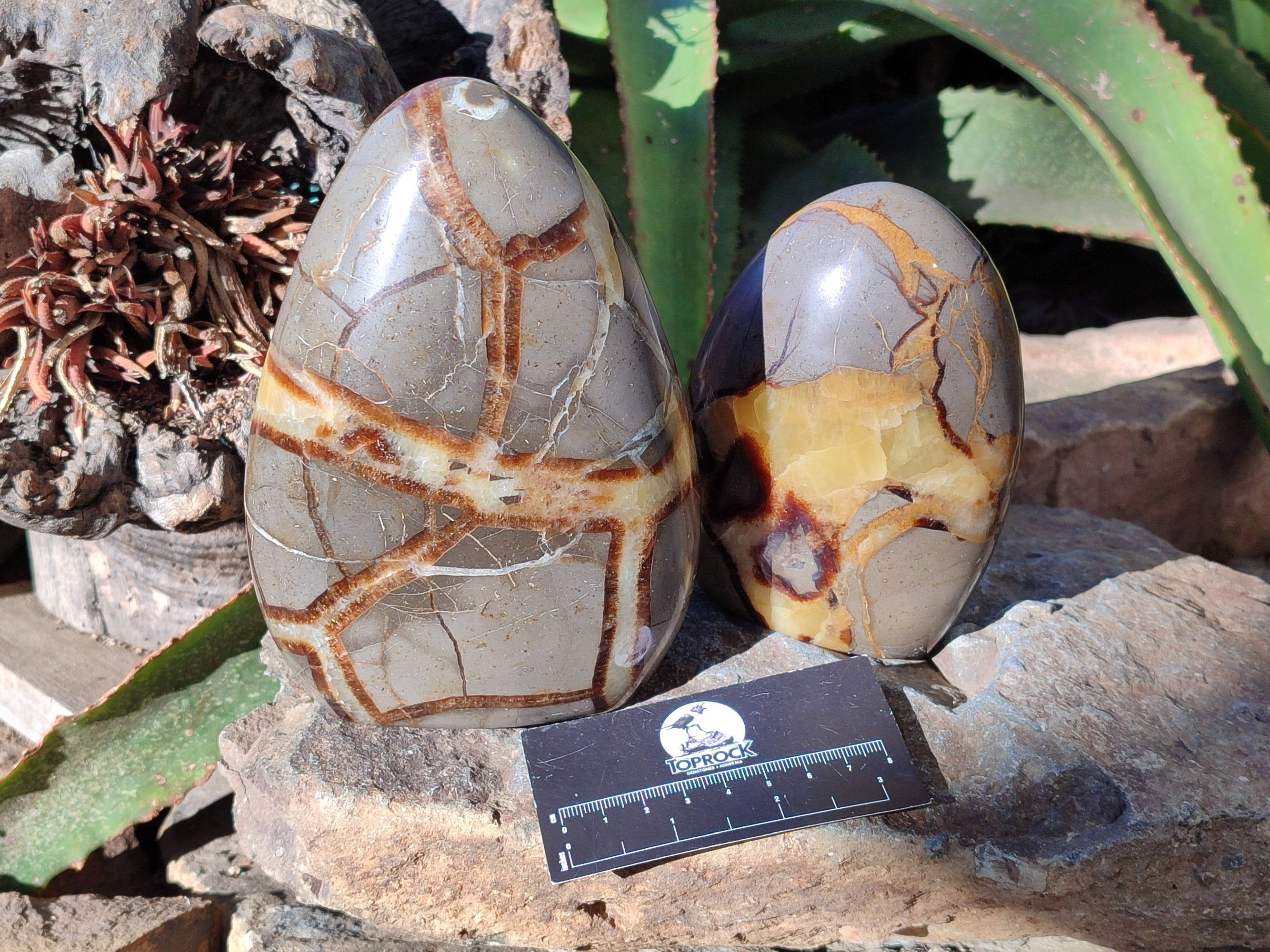 Polished Fossilized Septerye Standing Free Forms x 2 From Mahajanga, Madagascar - Toprock Gemstones and Minerals 