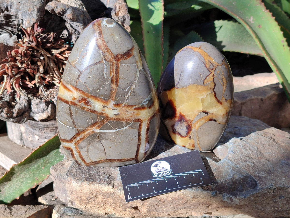 Polished Fossilized Septerye Standing Free Forms x 2 From Mahajanga, Madagascar - Toprock Gemstones and Minerals 