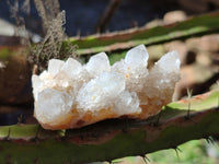 Natural White Cactus Spirit Quartz Clusters x 12 From South Africa - Toprock Gemstones and Minerals 