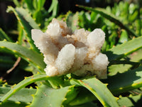 Natural White Cactus Spirit Quartz Clusters x 12 From South Africa - Toprock Gemstones and Minerals 