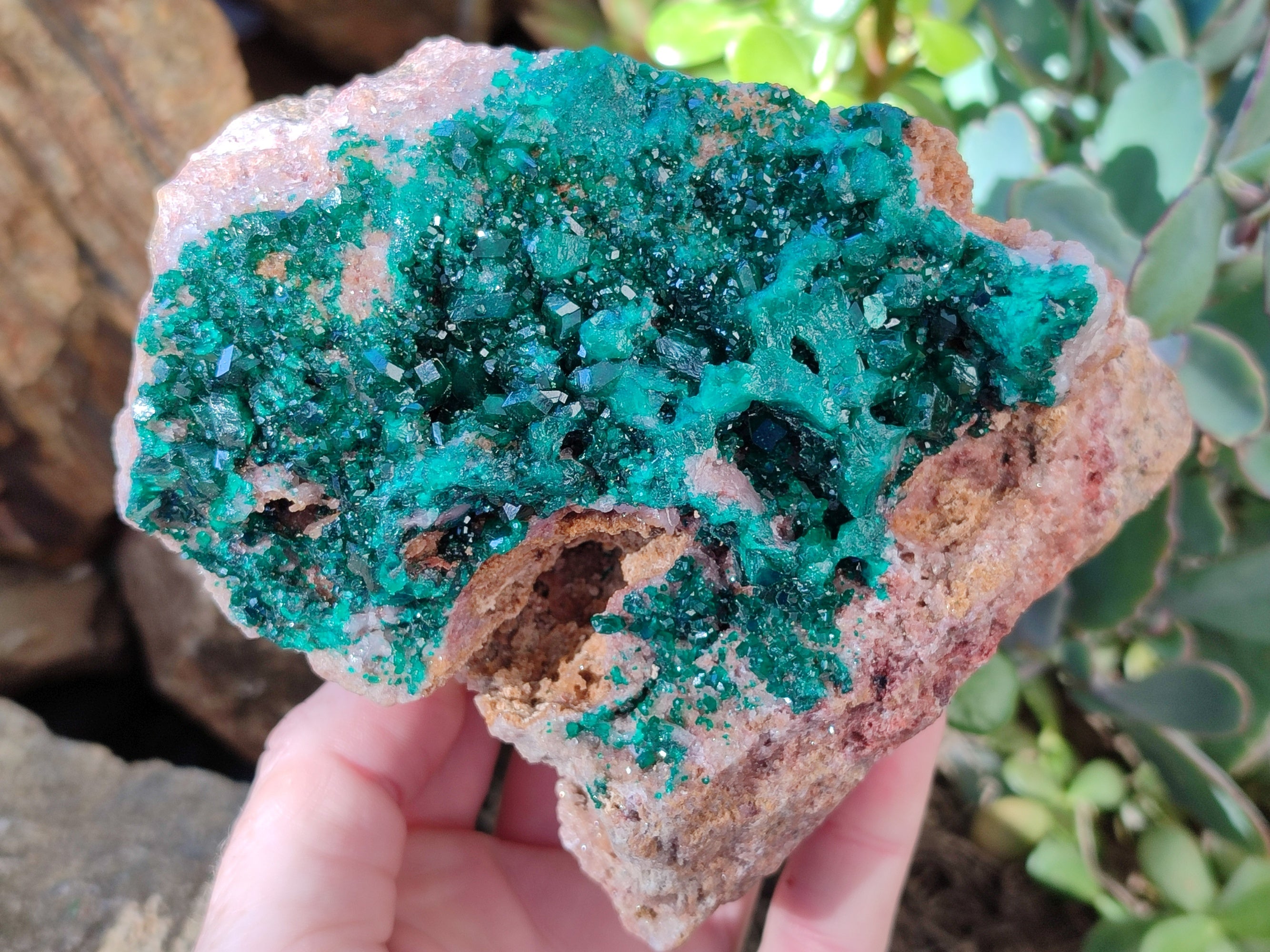Natural Classic Large Dioptase On Dolomite Cabinet Specimen x 1 From Likasi, Congo - Toprock Gemstones and Minerals 