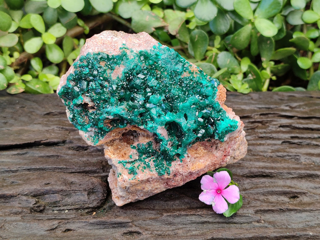 Natural Classic Large Dioptase On Dolomite Cabinet Specimen x 1 From Likasi, Congo - Toprock Gemstones and Minerals 
