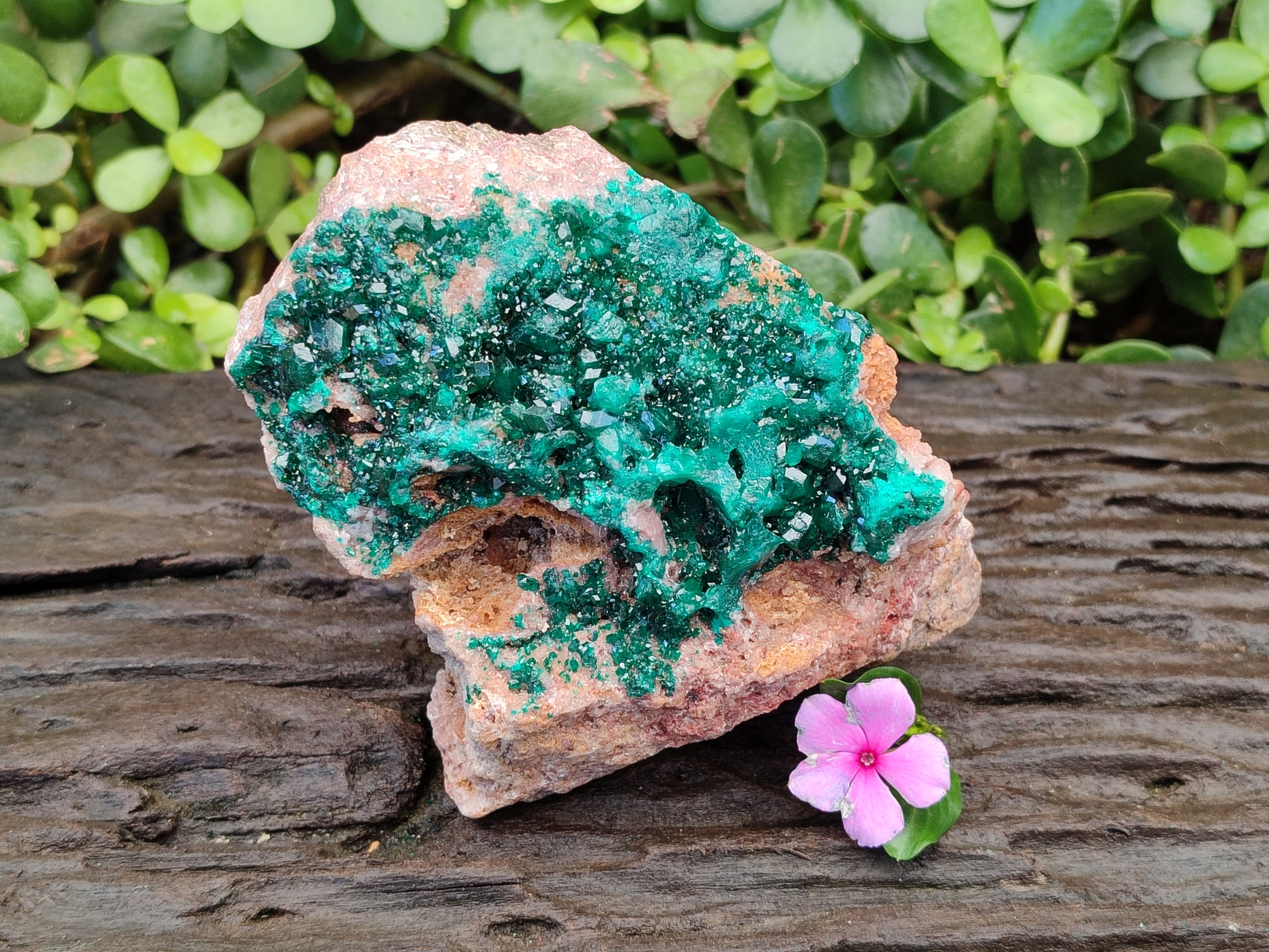 Natural Classic Large Dioptase On Dolomite Cabinet Specimen x 1 From Likasi, Congo - Toprock Gemstones and Minerals 