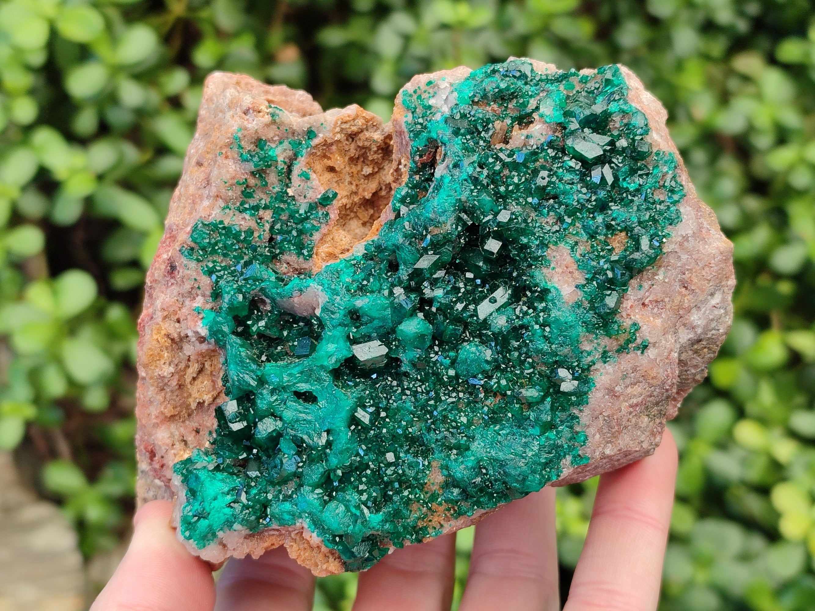 Natural Classic Large Dioptase On Dolomite Cabinet Specimen x 1 From Likasi, Congo - Toprock Gemstones and Minerals 
