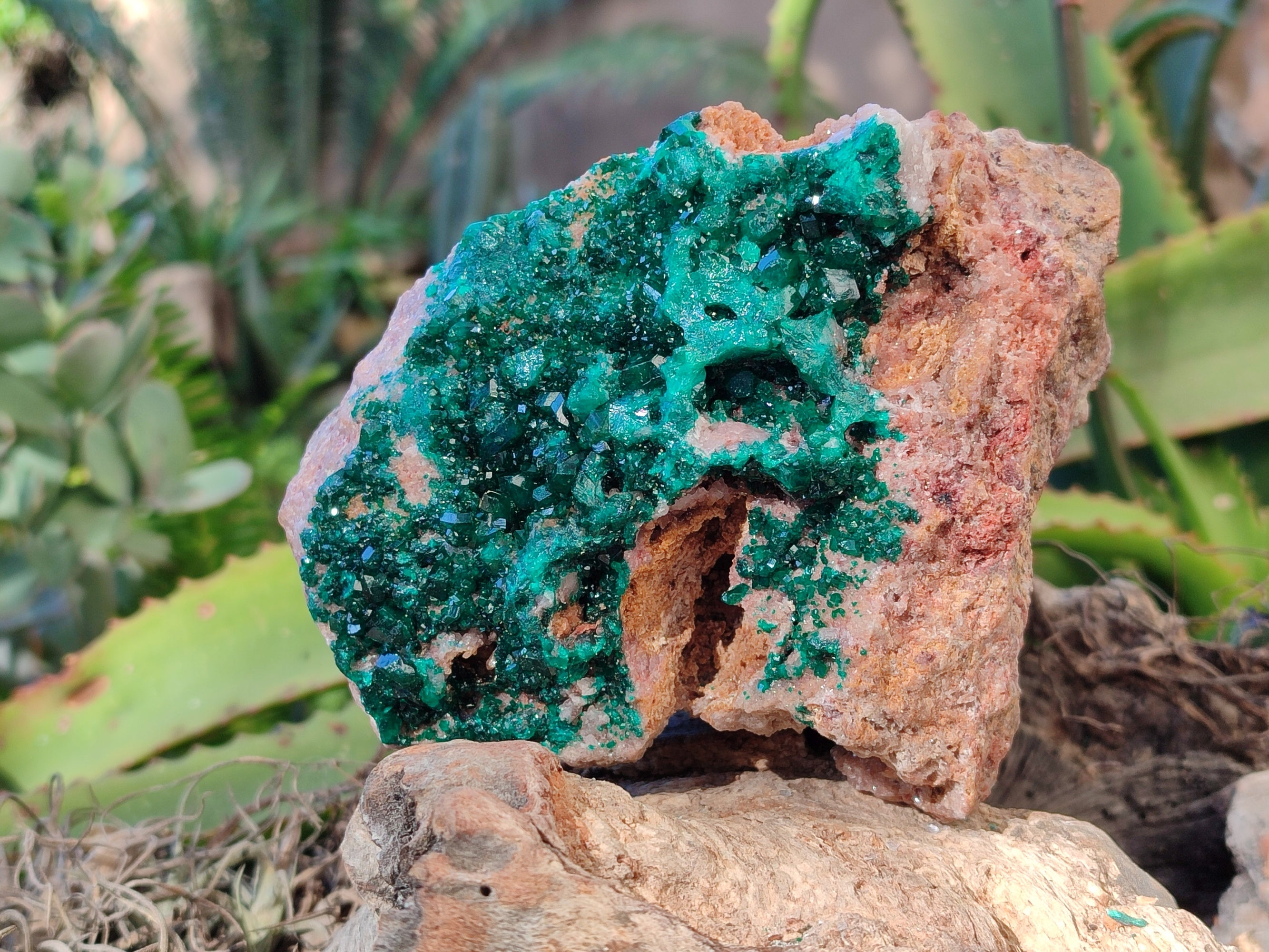 Natural Classic Large Dioptase On Dolomite Cabinet Specimen x 1 From Likasi, Congo - Toprock Gemstones and Minerals 