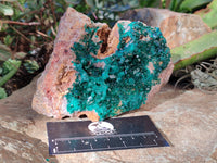 Natural Classic Large Dioptase On Dolomite Cabinet Specimen x 1 From Likasi, Congo - Toprock Gemstones and Minerals 