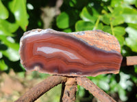 Polished On One Side Red Sashe River Agate Nodules x 12 From Zimbabwe - Toprock Gemstones and Minerals 