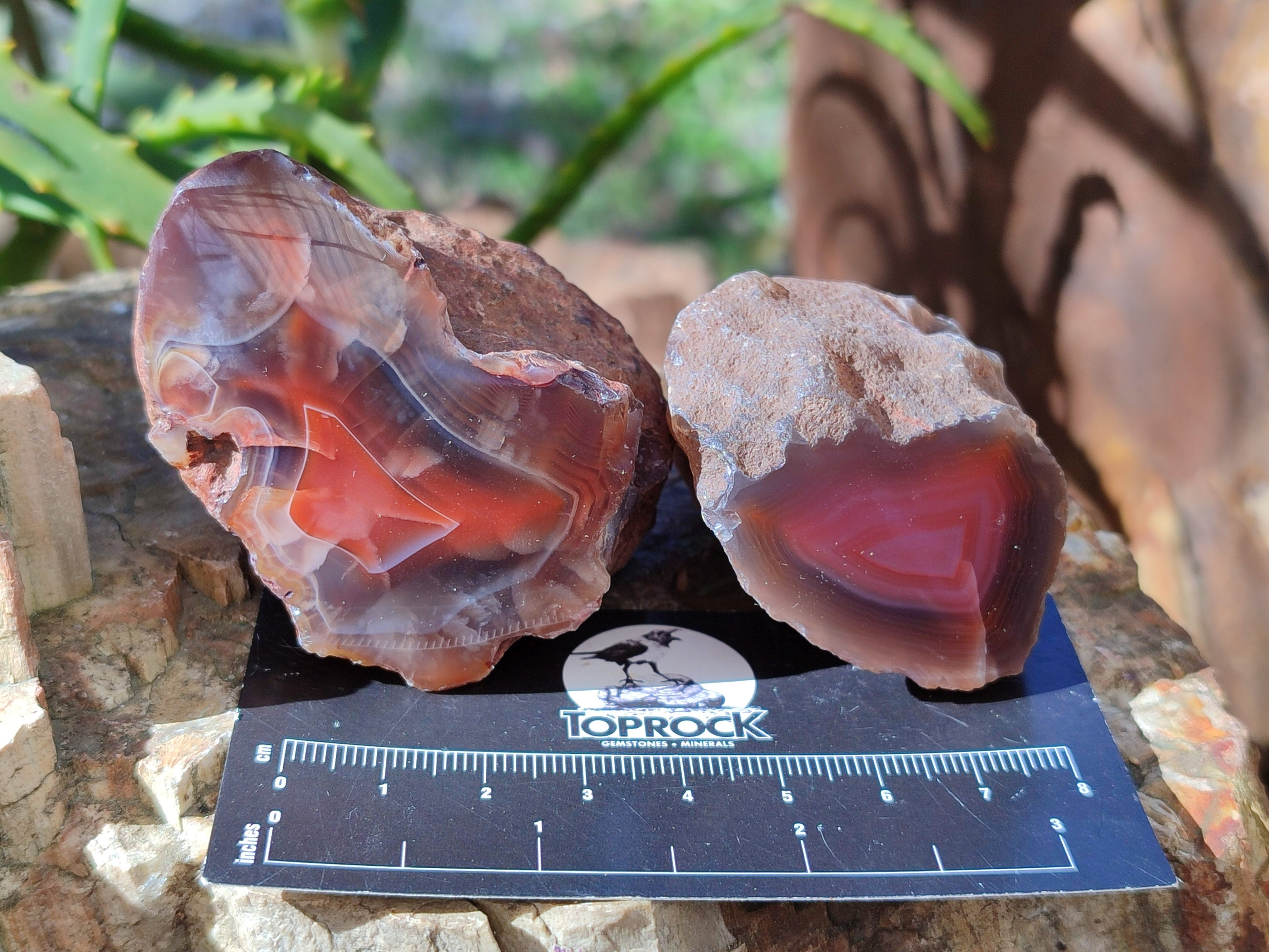 Polished On One Side Red Sashe River Agate Nodules x 12 From Zimbabwe - Toprock Gemstones and Minerals 