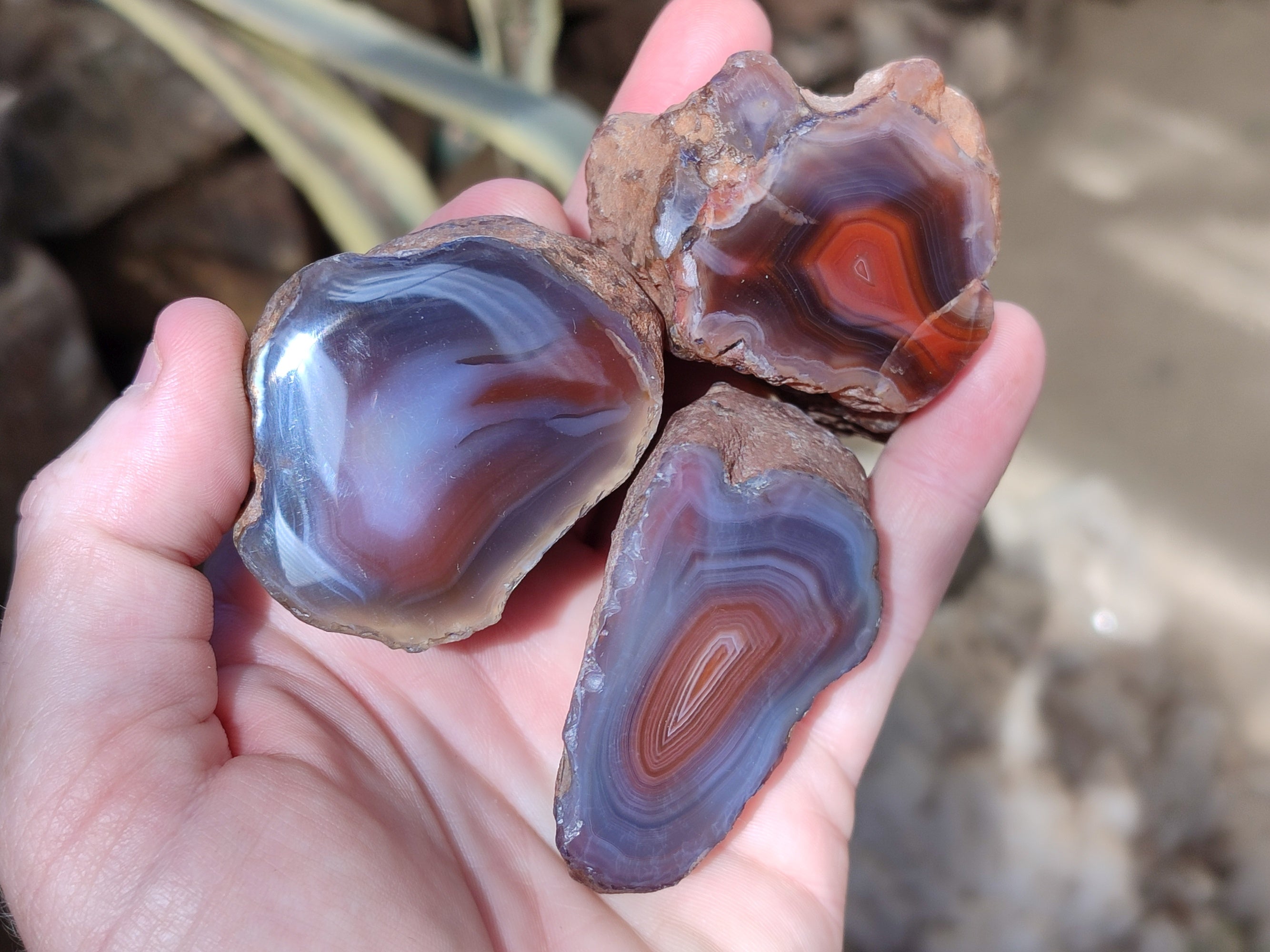 Polished On One Side Red Sashe River Agate Nodules x 12 From Zimbabwe - Toprock Gemstones and Minerals 