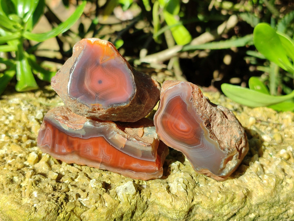 Polished On One Side Red Sashe River Agate Nodules x 12 From Zimbabwe - Toprock Gemstones and Minerals 