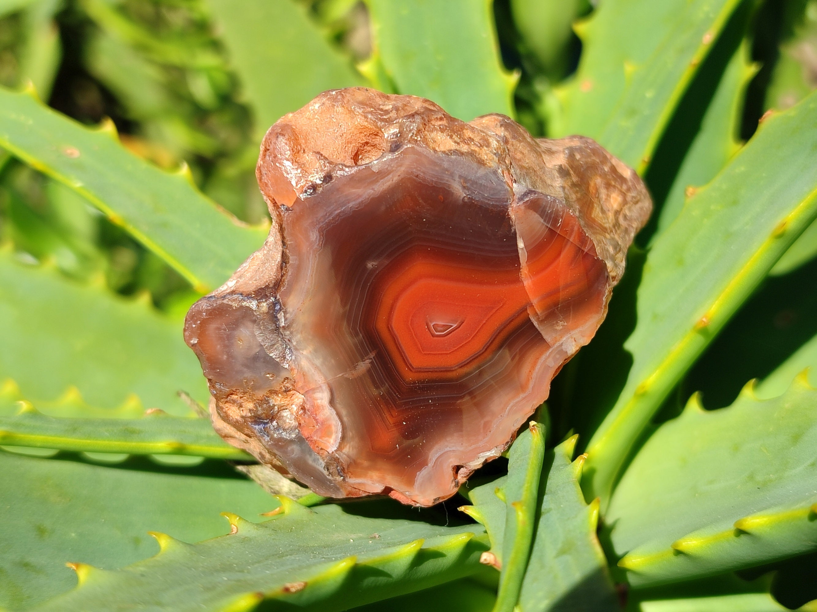 Polished On One Side Red Sashe River Agate Nodules x 12 From Zimbabwe - Toprock Gemstones and Minerals 
