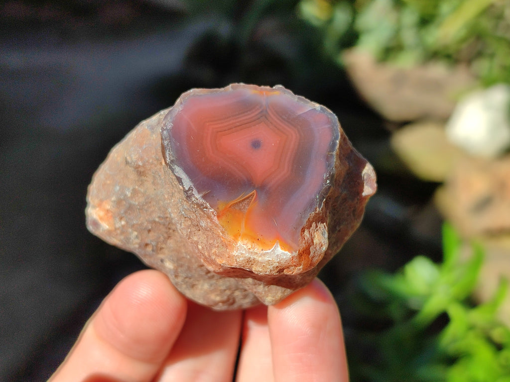 Polished On One Side Red Sashe River Agate Nodules x 12 From Zimbabwe - Toprock Gemstones and Minerals 