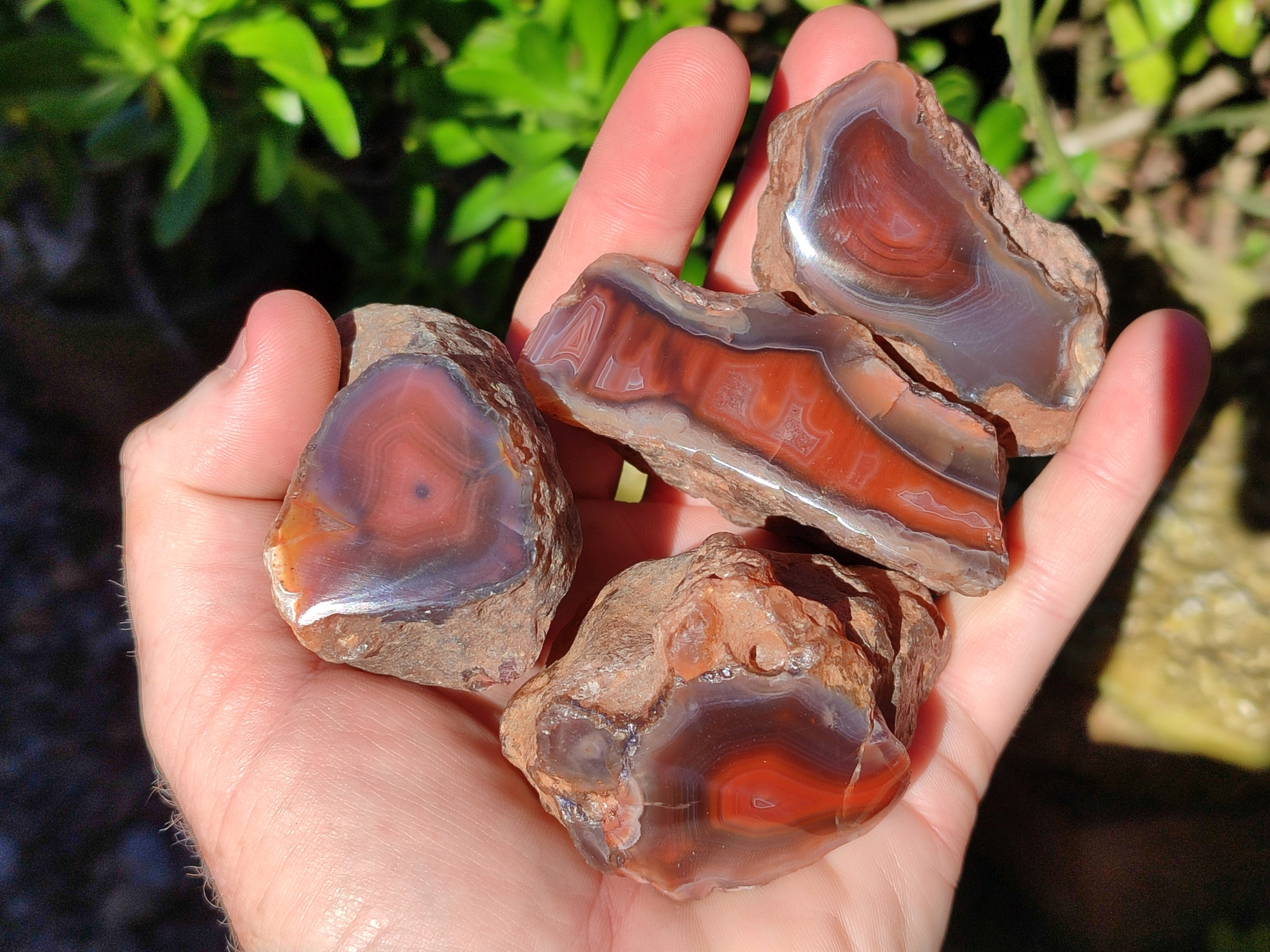 Polished On One Side Red Sashe River Agate Nodules x 12 From Zimbabwe - Toprock Gemstones and Minerals 