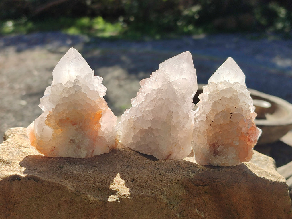 Natural Cactus Flower Spirit Quartz Clusters x 12 From South Africa - Toprock Gemstones and Minerals 