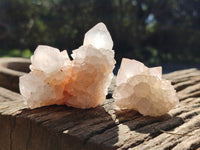 Natural Cactus Flower Spirit Quartz Clusters x 12 From South Africa - Toprock Gemstones and Minerals 