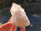 Natural Cactus Flower Spirit Quartz Clusters x 12 From South Africa - Toprock Gemstones and Minerals 