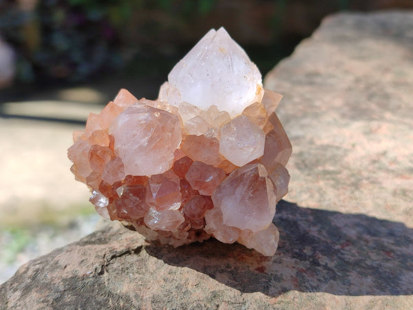 Natural Cactus Flower Spirit Quartz Clusters x 12 From South Africa - Toprock Gemstones and Minerals 