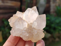 Natural Cactus Flower Spirit Quartz Clusters x 12 From South Africa - Toprock Gemstones and Minerals 