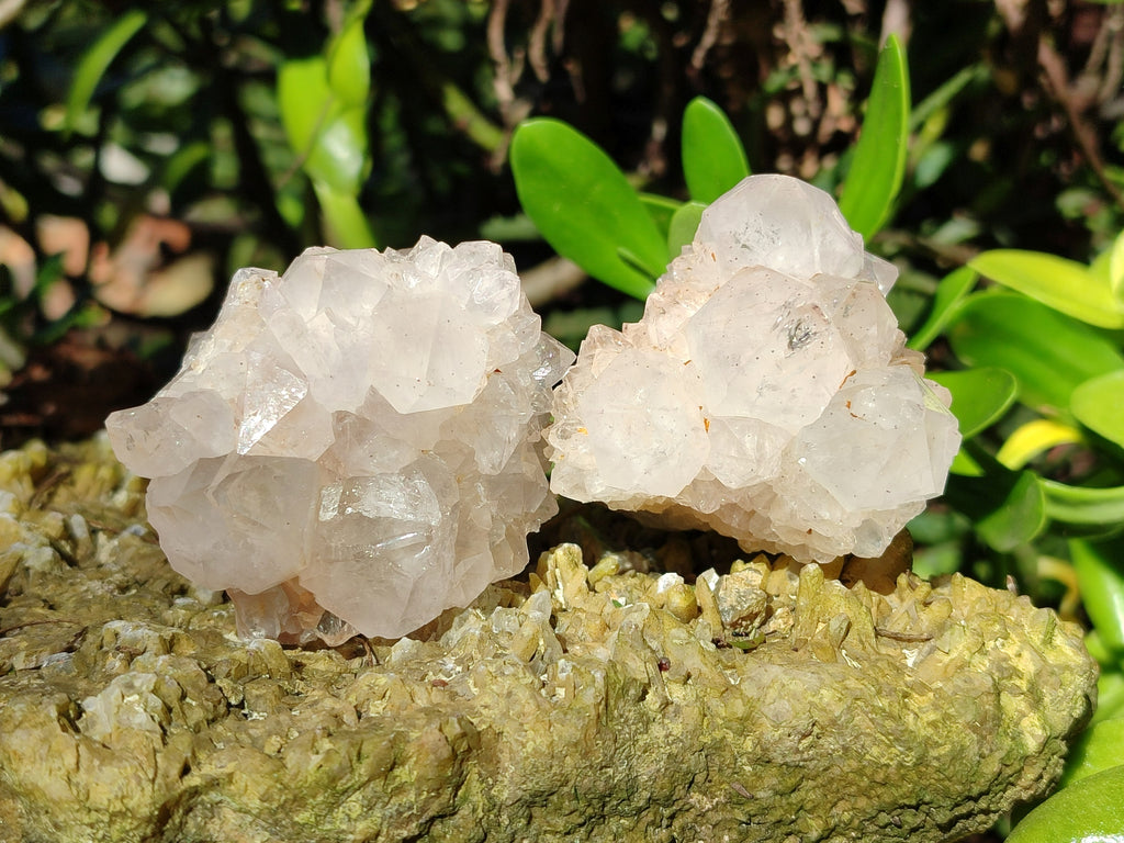 Natural Cactus Flower Spirit Quartz Clusters x 12 From South Africa - Toprock Gemstones and Minerals 