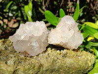 Natural Cactus Flower Spirit Quartz Clusters x 12 From South Africa - Toprock Gemstones and Minerals 