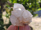 Natural Cactus Flower Spirit Quartz Clusters x 12 From South Africa - Toprock Gemstones and Minerals 
