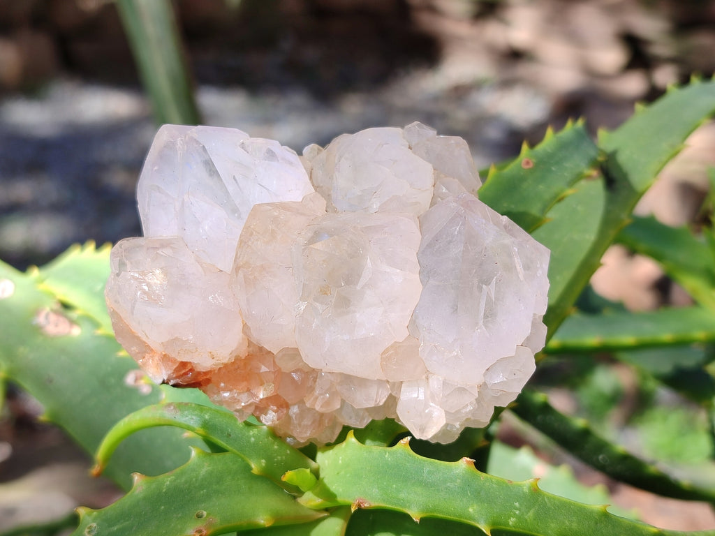 Natural Cactus Flower Spirit Quartz Clusters x 12 From South Africa - Toprock Gemstones and Minerals 