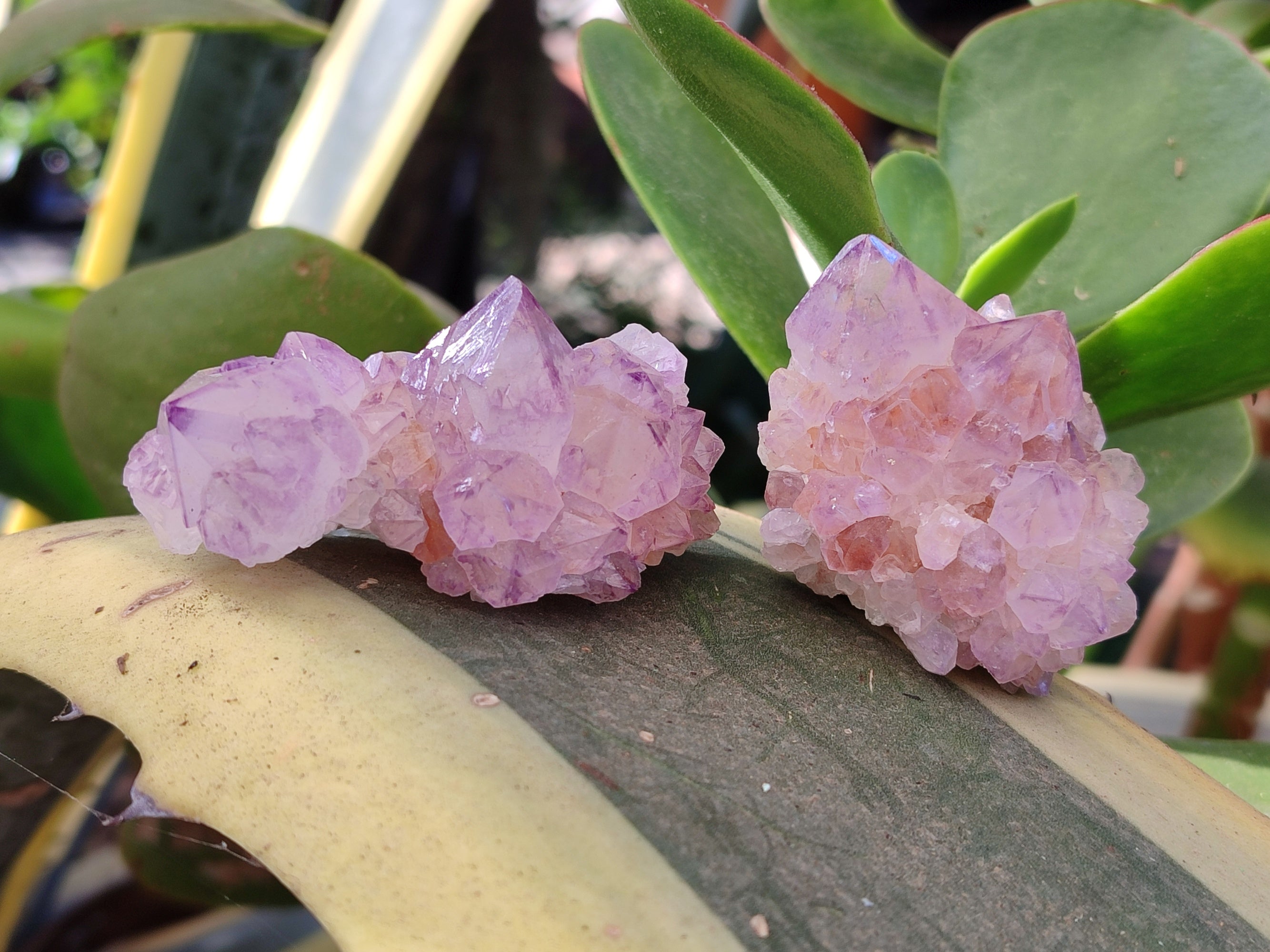 Natural Amethyst Spirit Quartz Clusters x 12 From Boekenhouthoek, South Africa - Toprock Gemstones and Minerals 