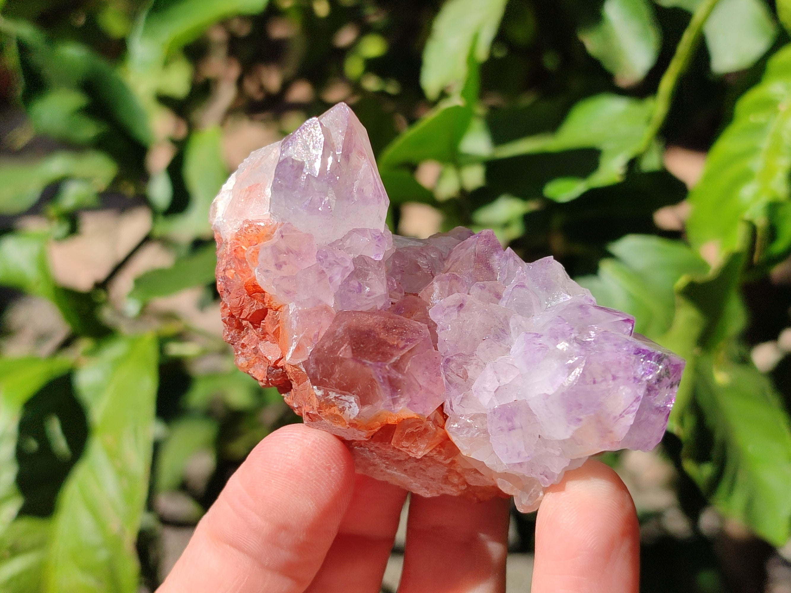Natural Amethyst Spirit Quartz Clusters x 12 From Boekenhouthoek, South Africa - Toprock Gemstones and Minerals 