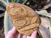 Polished Picture Stone Jasper Standing Free Forms x 2 From Ais-Ais, Namibia - Toprock Gemstones and Minerals 