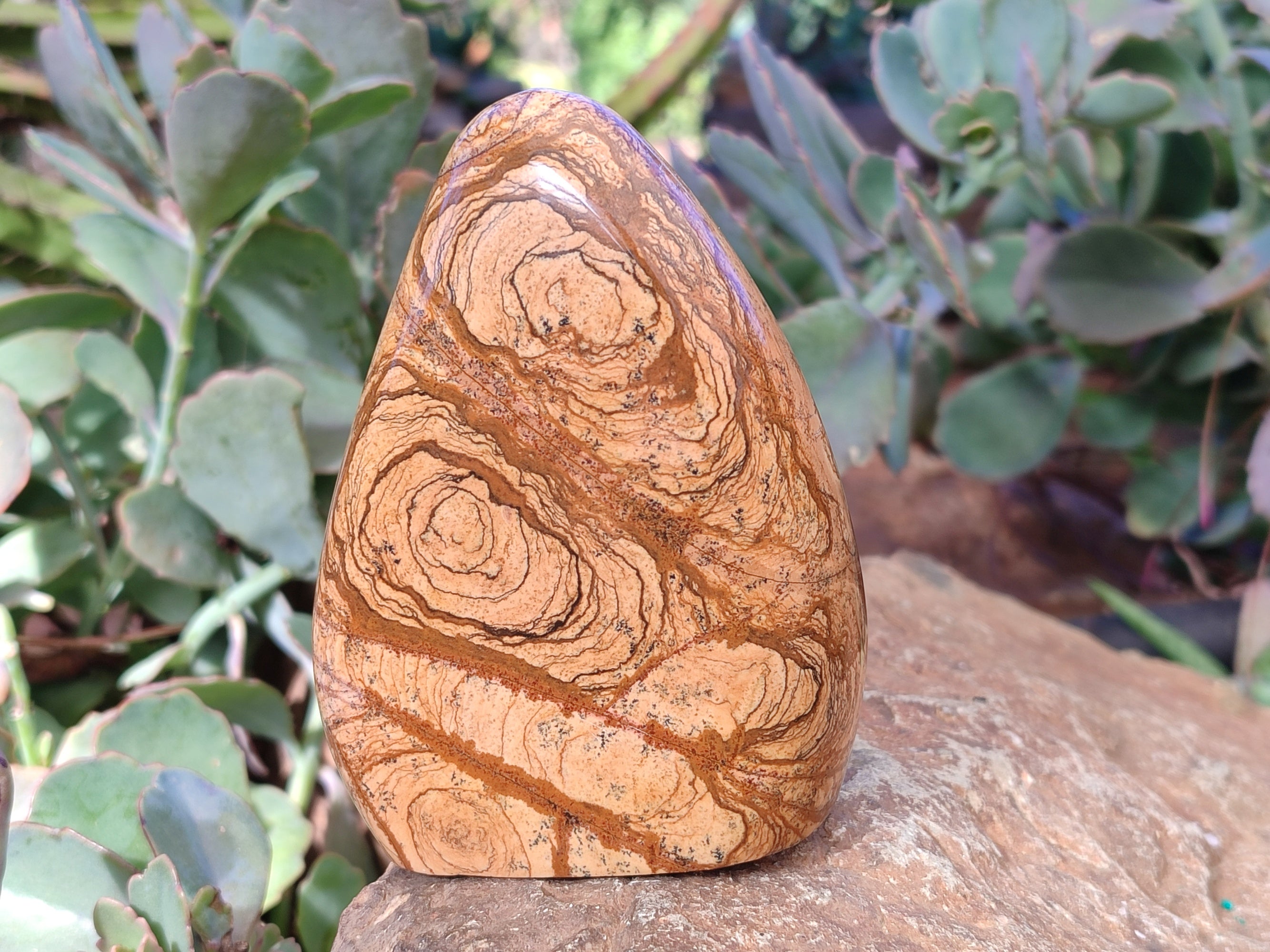 Polished Picture Stone Jasper Standing Free Forms x 2 From Ais-Ais, Namibia - Toprock Gemstones and Minerals 