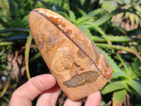 Polished Picture Stone Jasper Standing Free Forms x 3 From Ais-Ais, Namibia - Toprock Gemstones and Minerals 