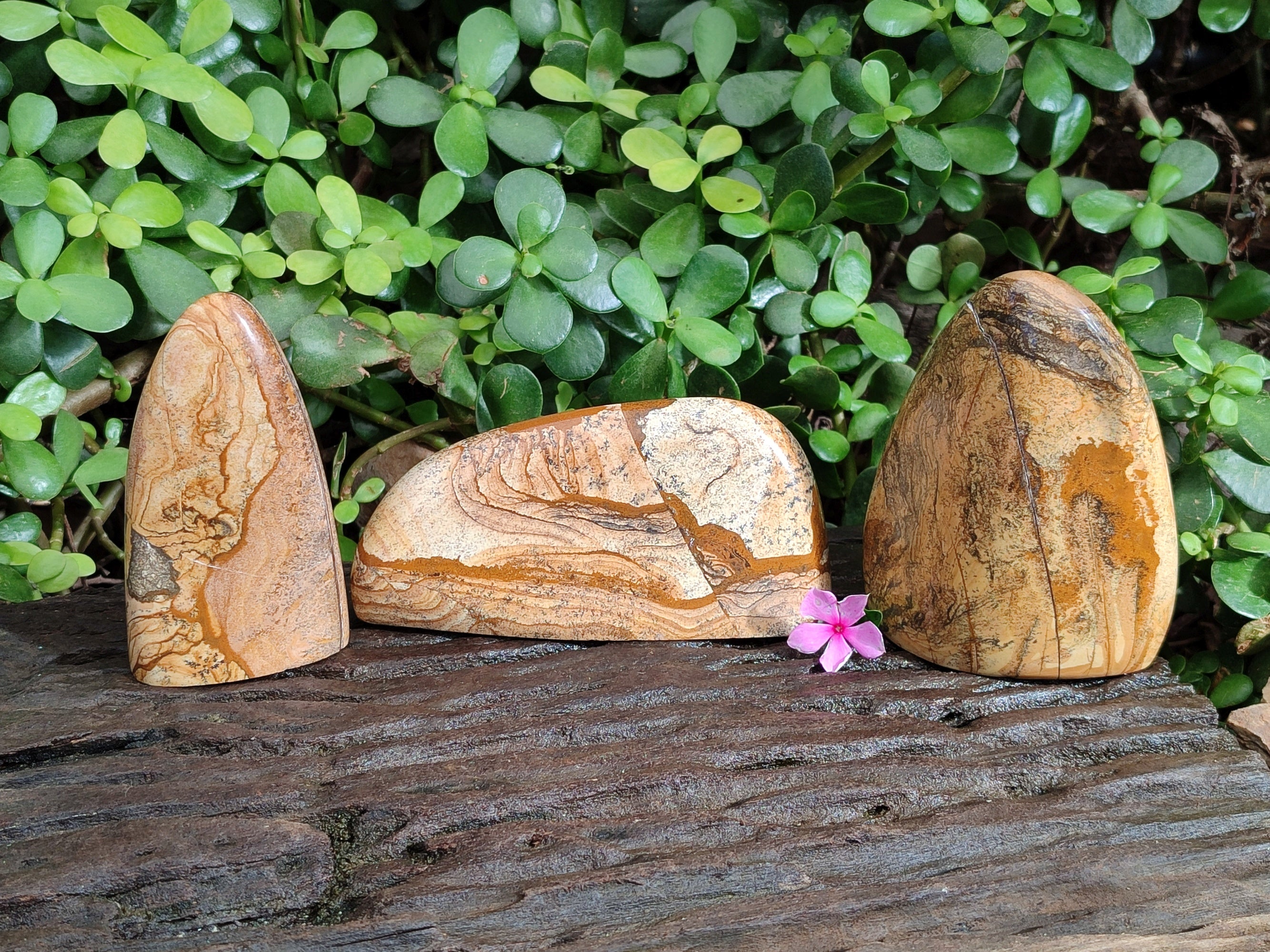 Polished Picture Stone Jasper Standing Free Forms x 3 From Ais-Ais, Namibia - Toprock Gemstones and Minerals 