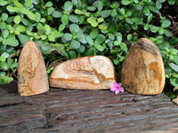 Polished Picture Stone Jasper Standing Free Forms x 3 From Ais-Ais, Namibia - Toprock Gemstones and Minerals 