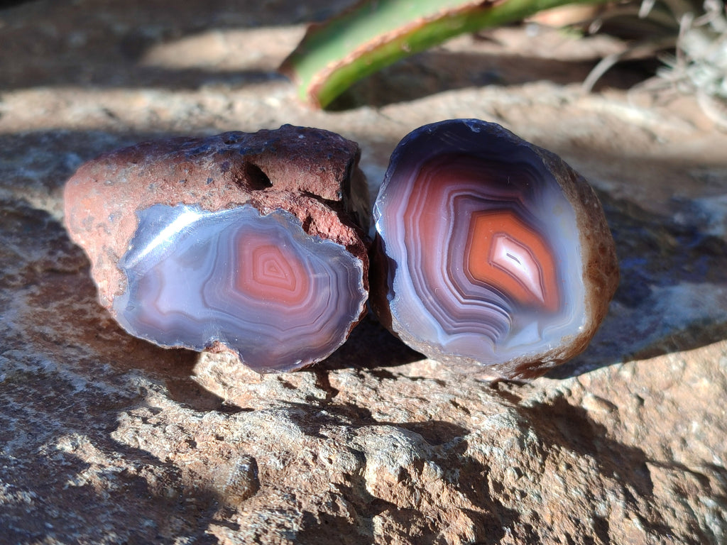 Polished On One Side Red Sashe River Agate Nodules x 20 From Zimbabwe - Toprock Gemstones and Minerals 