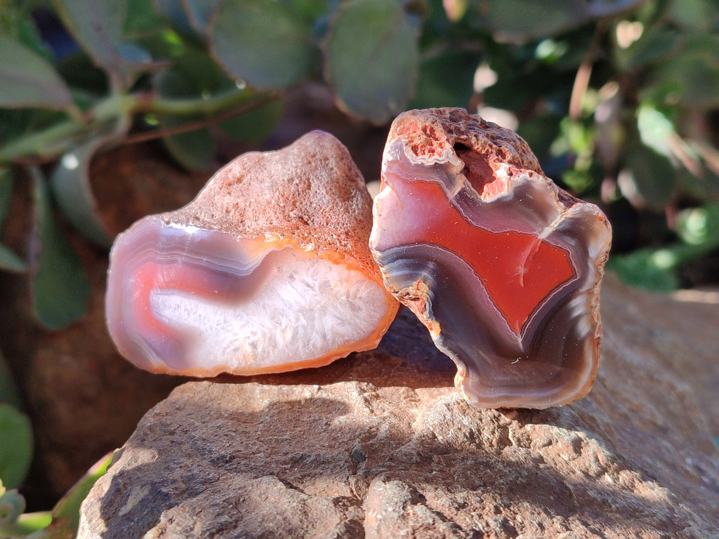 Polished On One Side Red Sashe River Agate Nodules x 20 From Zimbabwe - Toprock Gemstones and Minerals 