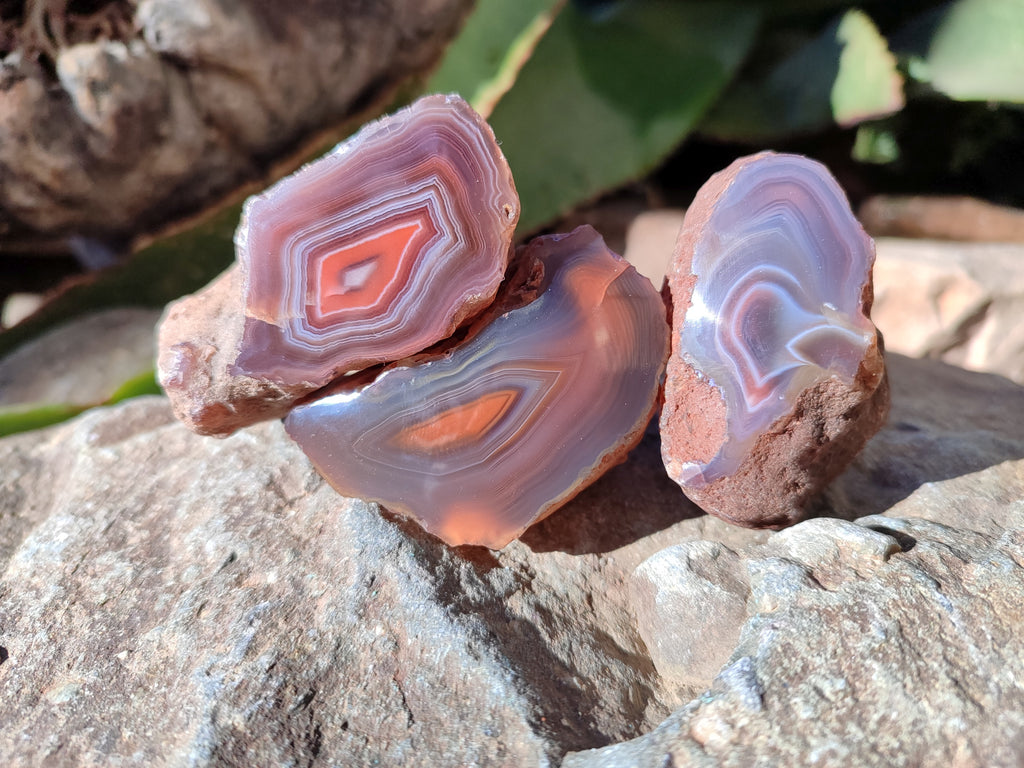 Polished On One Side Red Sashe River Agate Nodules x 20 From Zimbabwe - Toprock Gemstones and Minerals 