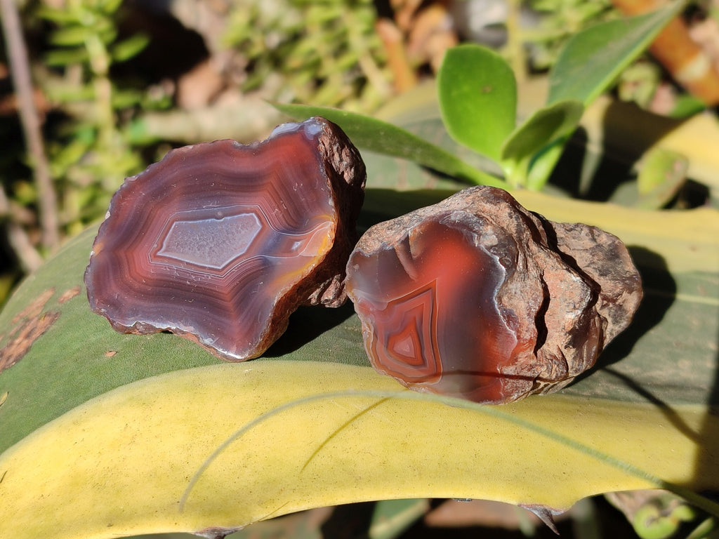 Polished On One Side Red Sashe River Agate Nodules x 20 From Zimbabwe - Toprock Gemstones and Minerals 