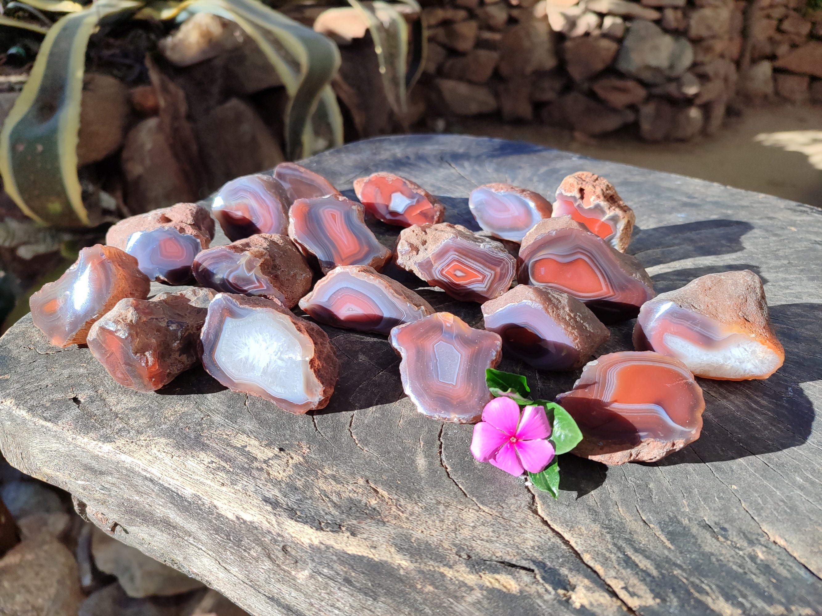 Polished On One Side Red Sashe River Agate Nodules x 20 From Zimbabwe - Toprock Gemstones and Minerals 
