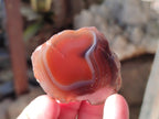 Polished On One Side Red Sashe River Agate Nodules x 20 From Zimbabwe - Toprock Gemstones and Minerals 