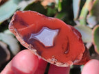 Polished On One Side Red Sashe River Agate Nodules x 20 From Zimbabwe - Toprock Gemstones and Minerals 