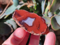 Polished On One Side Red Sashe River Agate Nodules x 20 From Zimbabwe - Toprock Gemstones and Minerals 
