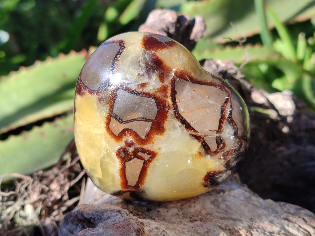 Polished Septerye Hearts x 6 From Mahajanga, Madagascar - Toprock Gemstones and Minerals 