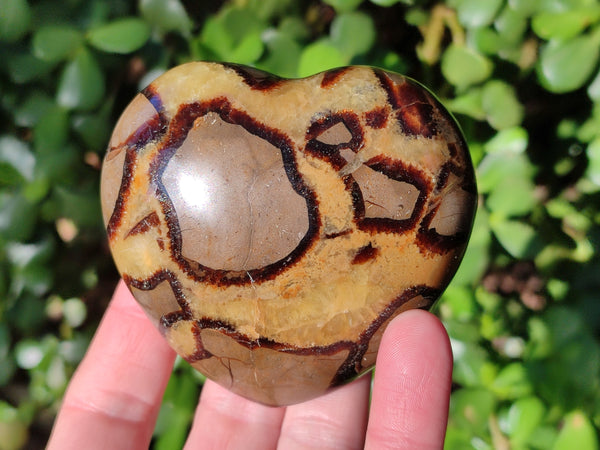 Polished Septerye Hearts x 6 From Mahajanga, Madagascar