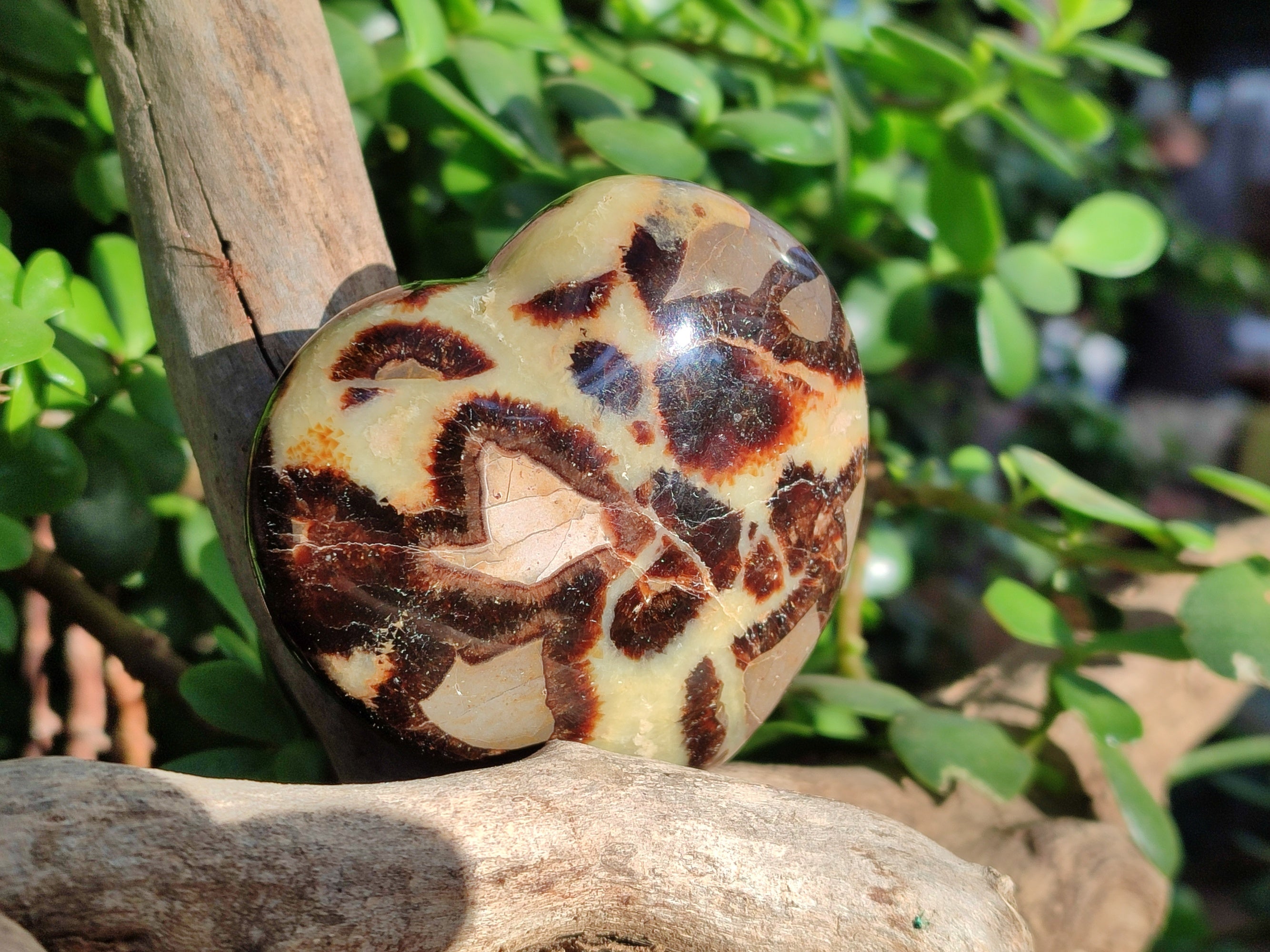 Polished Septerye Hearts x 6 From Mahajanga, Madagascar - Toprock Gemstones and Minerals 