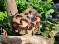 Polished Septerye Hearts x 6 From Mahajanga, Madagascar