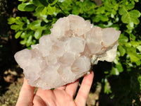 Natural Cactus Flower Amethyst Spirit Clusters x 1 From South Africa - Toprock Gemstones and Minerals 